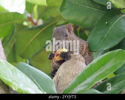 Taiwan Eichhörnchen (Callosciurus erythraeus thaiwanensis) Stockfoto