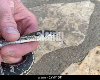 Westliche Schwarzhalsgarterschlange (Thamnophis cyrtopsis cyrtopsis) Stockfoto