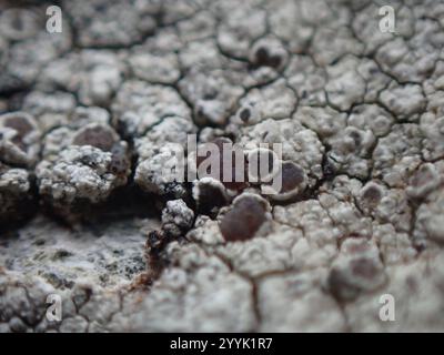 Mörtelflechte (Myriolecis dispersa) Stockfoto