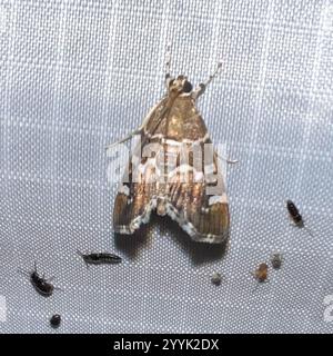 Gefleckte Rüben Webworm Motte (Hymenia perspectalis) Stockfoto