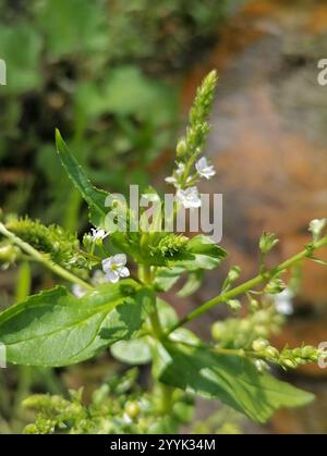 Blaues Wasser-speedwell (Veronica anagallis-aquatica) Stockfoto