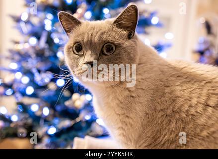 Ein verspieltes britisches Kurzhaar-Kätzchen blickt neugierig auf die glitzernden Weihnachtsbaumlichter. Dieses herzerwärmende Bild ist perfekt für die fes Stockfoto
