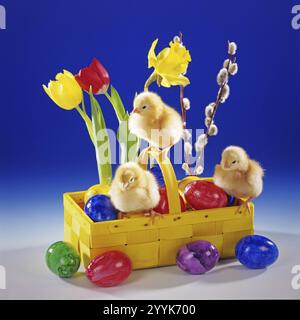 Drei Hühner, Küken, Symbolfoto, Ostern, Osterdekoration, Osterkorb, Ostereier, Tiere, Hühnervögel, Tierkinder. Studiofoto, Lo Stockfoto