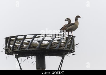 Ägyptische Gänse (Alopochen aegyptiacus), die auf einem künstlichen Storchennest sitzen, Emsland, Niedersachsen, Deutschland, Europa Stockfoto