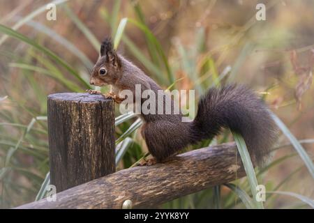 Eurasisches Eichhörnchen (Sciurus) steht auf einem Holzzaun, hält sich an einem Holzpfosten fest und sucht an einem Futterplatz nach Nahrung, mit leichten Bürstenohren, Hintern Stockfoto