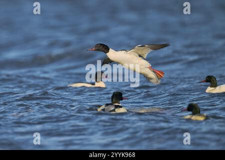 Goosander männlich im Flug (Mergus merganser) Niedersachsen, Deutschland, Europa Stockfoto