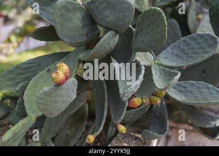 Kaktusblätter mit kleinen, Reifen Früchten in natürlicher Umgebung, Kaktusfeige, Apulien, Italien, Europa Stockfoto