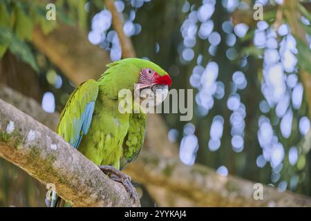 Großer grüner Ara (Ara ambiguus) Costa Rica Stockfoto