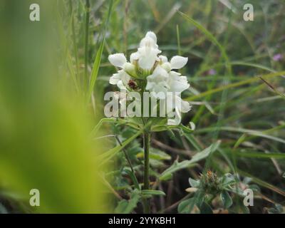 Selfheal (Prunella laciniata) Stockfoto