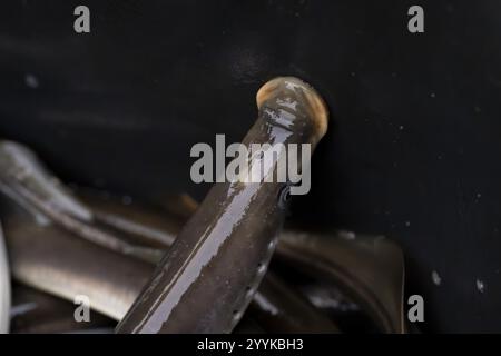 Flusshaube (Lampetra fluviatilis), deutlich sichtbare Nasenöffnung, Niedersachsen, Deutschland, Europa Stockfoto