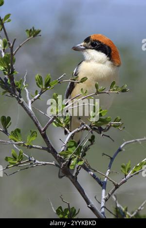 Rothaariger Shrike, Lanius Senator Stockfoto
