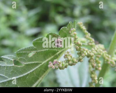 Nesselkäfer (Nedyus quadrimaculatus) Stockfoto