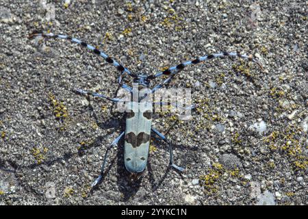 Alpenlanghornkäfer, Rosalia alpina, sitzt auf Stein Stockfoto