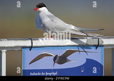 Arktische Arktische Tern, Sterna paradisaea, auf Geländer sitzend Stockfoto