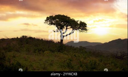 Akazienbaum auf dem Hintergrund des Sonnenuntergangs, Vachellia tortilis in der afrikanischen Savanne, Hluhluwe Nationalpark, Südafrika Stockfoto