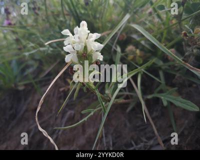 Selfheal (Prunella laciniata) Stockfoto