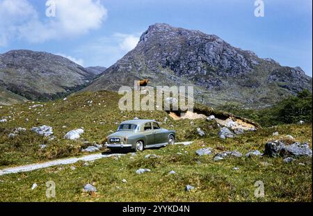 Historisches Foto eines alten Rover Autos, der in den 1960er Jahren auf einer Schotterstraße mit einer Highland-Kuh auf einem Hügel in Schottland, Großbritannien, geparkt wurde Stockfoto