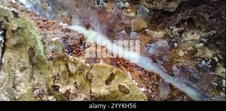 Koghis kauri (Agathis lanceolata) Stockfoto