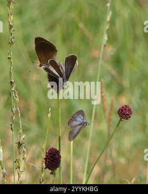 Dunkelblau (Phengaris Nausithous) Stockfoto