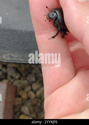 Gewöhnlicher Dor-Käfer (Geotrupes stercorarius) Stockfoto