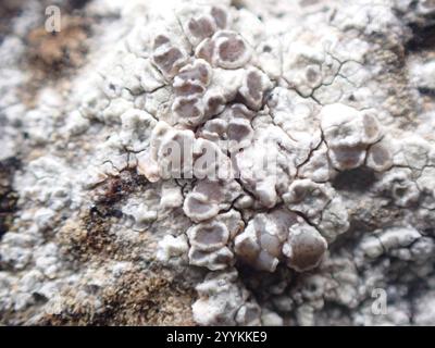 Mörtelflechte (Myriolecis dispersa) Stockfoto