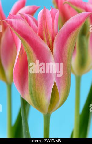 Tulipa „Virichic“ Tulpenviridiflora Group wird ebenfalls als Lilienblüten-Gruppe klassifiziert Stockfoto