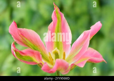 Tulipa „Virichic“ Tulpenviridiflora Group wird ebenfalls als Lilienblüten-Gruppe klassifiziert Stockfoto