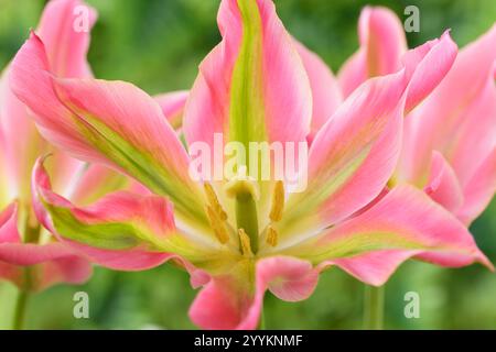 Tulipa „Virichic“ Tulpenviridiflora Group wird ebenfalls als Lilienblüten-Gruppe klassifiziert Stockfoto