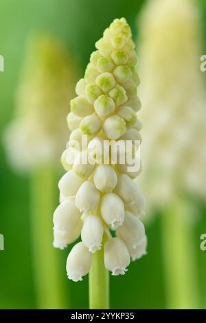 Muscari armeniacum 'Argaei Album' Traubenhyazinthe Stockfoto