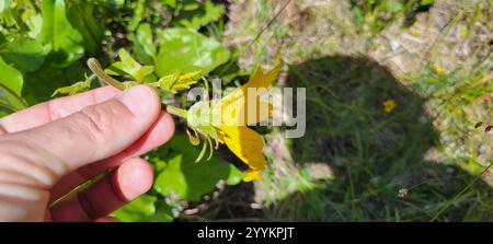 Deltamuswurzel (Balsamorhiza deltoidea) Stockfoto