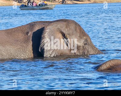 Afrikanische Elefanten (Loxodonta africana africana) schwimmen im Chobe River in Botswana, Afrika Stockfoto