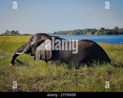 Afrikanischer Elefant(e) (Loxodonta africana africana) in Botswana, Afrika Stockfoto