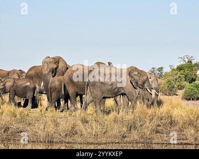 Afrikanischer Elefant(e) (Loxodonta africana africana) in Botswana, Afrika Stockfoto