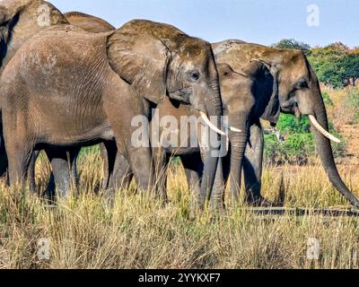 Afrikanischer Elefant(e) (Loxodonta africana africana) in Botswana, Afrika Stockfoto