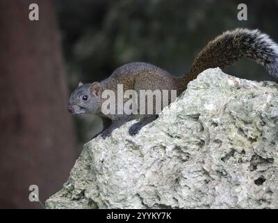 Taiwan Eichhörnchen (Callosciurus erythraeus thaiwanensis) Stockfoto