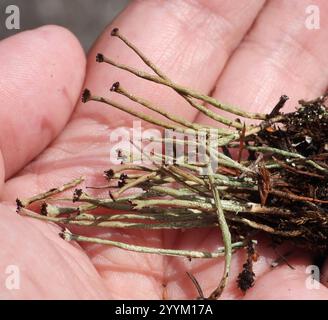 Smooth Pixie Flechte (Cladonia gracilis gracilis) Stockfoto