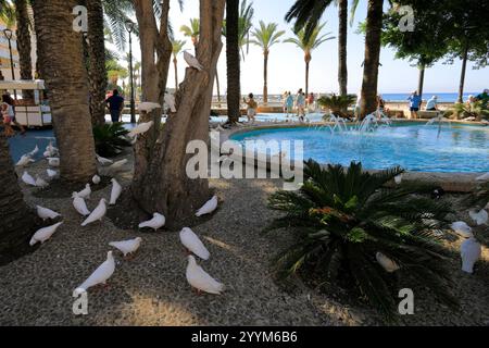 Die Tauben am Strand Playa de Poniente, Stadt Benidorm, Costa Blanca, Provinz Valencia, Spanien, Europa Stockfoto