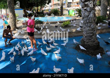 Die Tauben am Strand Playa de Poniente, Stadt Benidorm, Costa Blanca, Provinz Valencia, Spanien, Europa Stockfoto