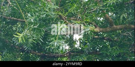 Koghis kauri (Agathis lanceolata) Stockfoto