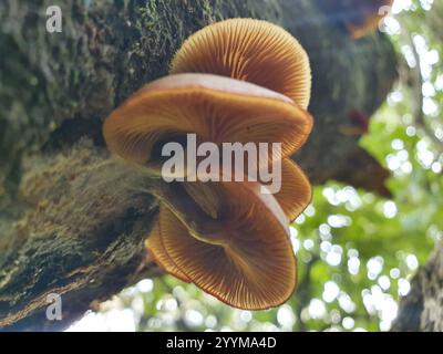 Austral-Honigpilz (Armillaria novae-zelandiae) Stockfoto