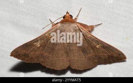 Rot gefütterte Panopoda Motte (Panopoda rufimargo) Stockfoto