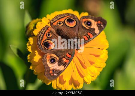 Ein großer brauner und orangener Schmetterling sitzt auf einer gelben Blume. Der Schmetterling ist von grünen Blättern und Stielen umgeben Stockfoto