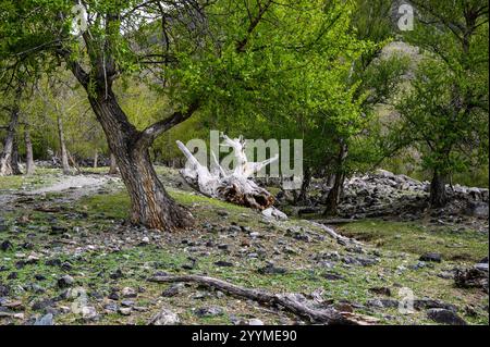 Es gibt Hölzer, tote Vegetation und moosbedeckte Felsen. Fabelhafter Wald. Ein Wald in den Ausläufern des Altai. Stockfoto