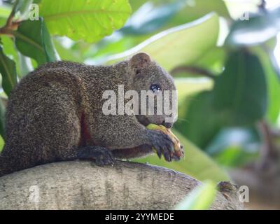 Taiwan Eichhörnchen (Callosciurus erythraeus thaiwanensis) Stockfoto