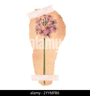 Ein Stück gelbliches Papier mit Hesperis matronalis (Rakete der Dame, Damastviolett, süße Rakete, Sommerlila, Königskönig), auf einem Su aufgeklebt Stockfoto