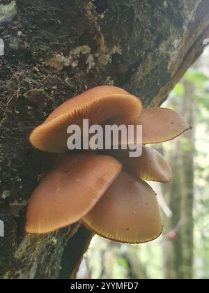 Austral-Honigpilz (Armillaria novae-zelandiae) Stockfoto