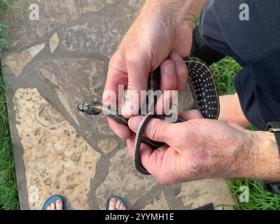 Westliche Schwarzhalsgarterschlange (Thamnophis cyrtopsis cyrtopsis) Stockfoto