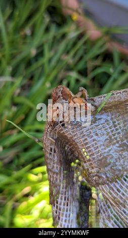 Maulwurf-Kricket (Neocurtilla hexadactyla) Stockfoto