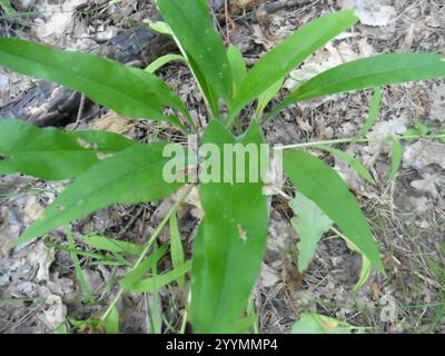 Blaues Lungenkraut (Pulmonaria angustifolia) Stockfoto