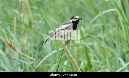 Schwarz hinterlegter Wagtail (Motacilla alba lugens) Stockfoto